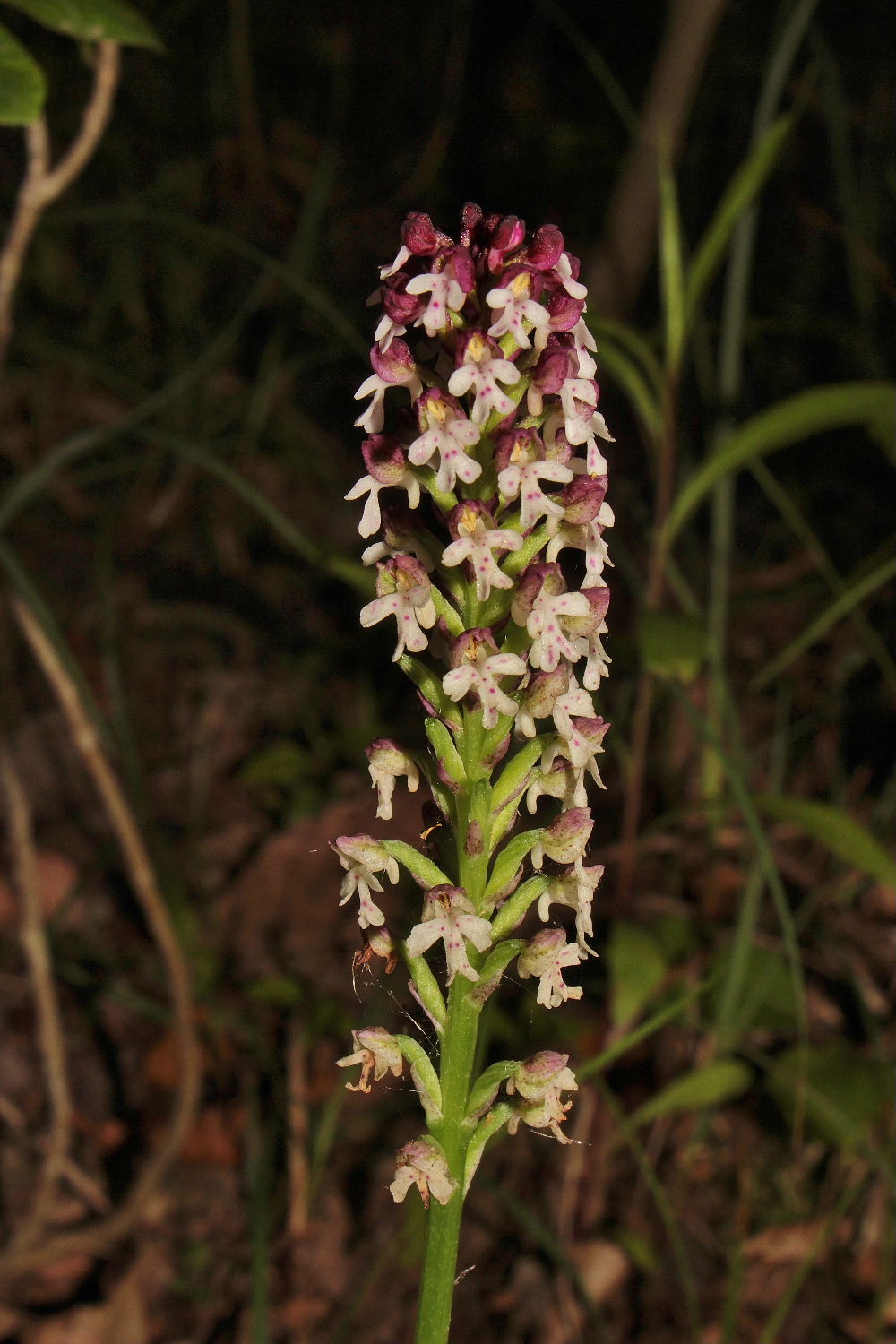 Orchidee Basso PiemonteEntroterra Liguria